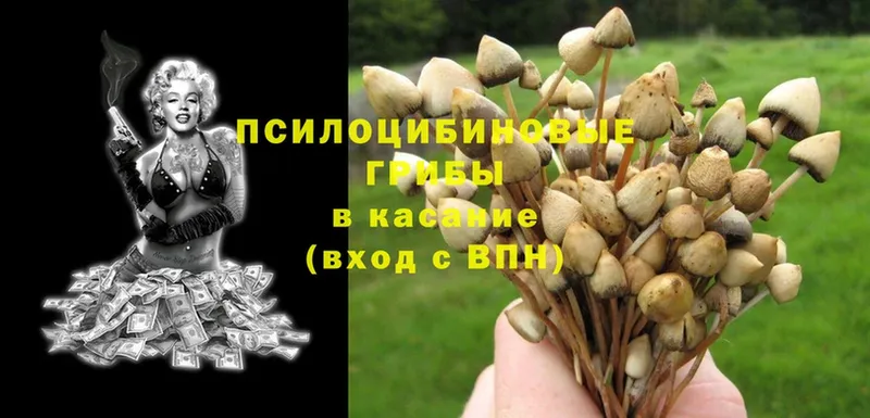 Галлюциногенные грибы MAGIC MUSHROOMS  Кедровый 